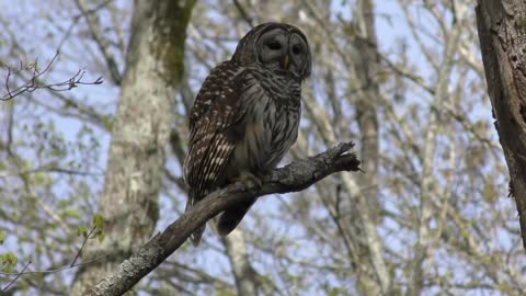 Barred Owl Hooting (HD)