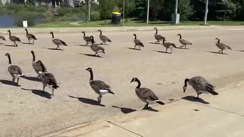 Nature and bird: Geese marching in droves