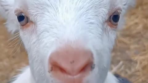 Kid goat,s crying