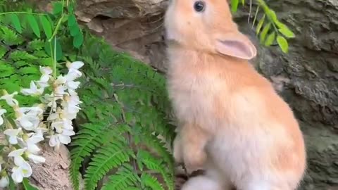 Cute rabbit...💙