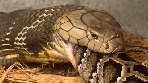 KING COBRA EATING PYTHON CAUGHT OUT OF FLORIDA!!🐍