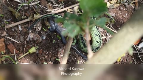 A snake give birth to live hatchlings