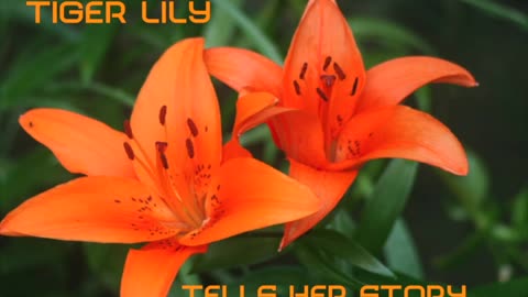 Tiger Lily Tells Her Story