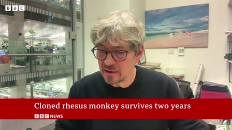 Cloned rhesus monkey created in China to speed up medical research | BBC News