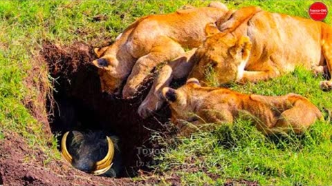So crazy.. Too Pathetic Of lion _ Wild boars wisely use this method to eliminate lions and leopards