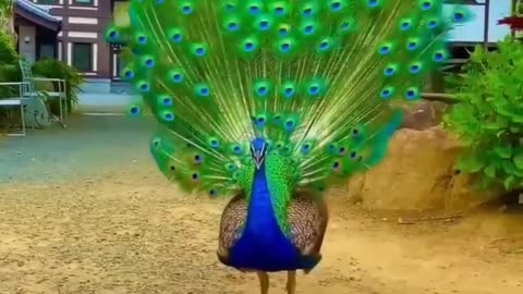 Lovevly Peacock #peacocksound