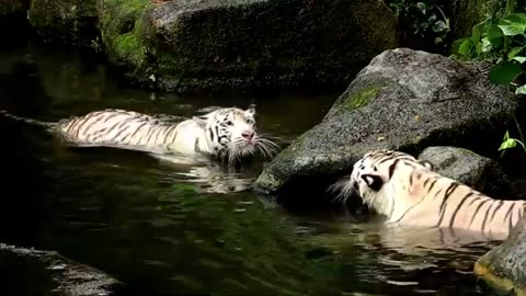 Tiger vs tiger