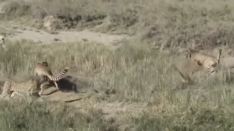 cheetahs attacking serval