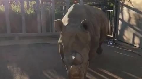 Enter the heavyweight. It's a giant rhino