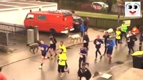 Public race with sheeps, wow very funny