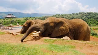 A Man Feeding The Elephants