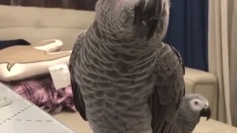 smart parrot, super nice parrot funny pet humor funny small parrot talking