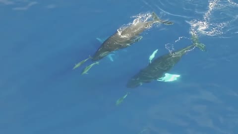 New Humpback Whales Swim with Dolphins in Hawaii