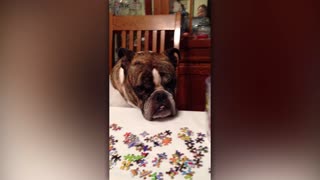 Bulldog Confused By Puzzles