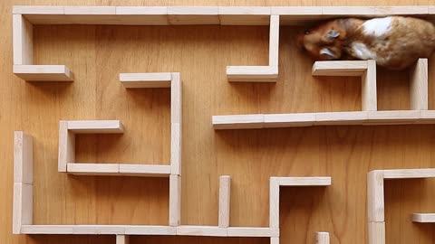 Hamster's Great Escape: Pop It Maze Adventure