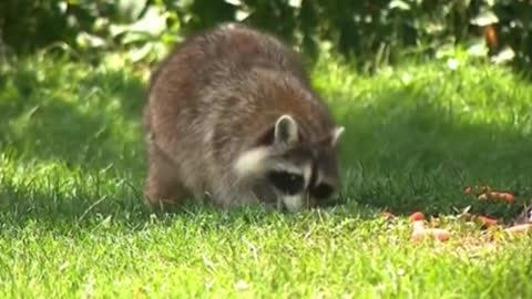 RACCOON RECOVERINGAFTER BEING TRAPPEDWITH POISONED BAIT