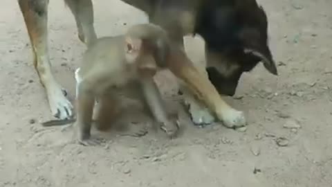 Monkey fighting With dog and 2nd dog help video