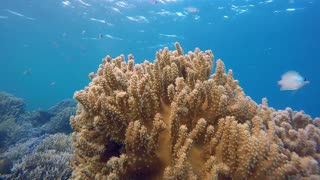 beautiful Coral Underwater