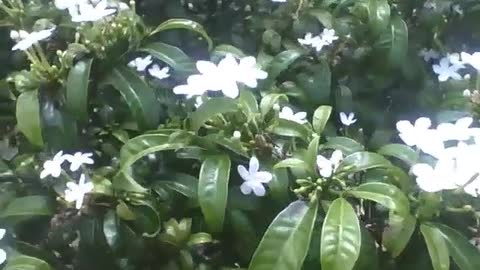 Lindas flores jasmim brancas no jardim botânico, muito bonitas! [Nature & Animals]
