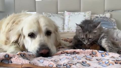 Funny Animal Video #JustforFun #Funny <3 #Cats&Dogs #Cat Video 24