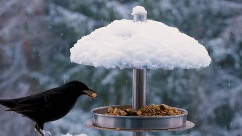 Birds Taking Food in Snow time
