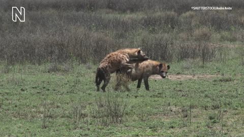 Why do female spotted hyenas have a pseudo-penis_ _ Natural History Museum