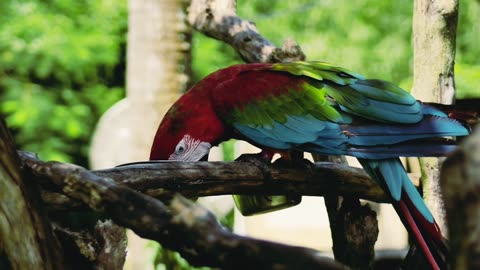 Macaw Parrot Feeding On a Branch