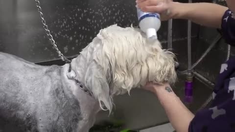 Total transformation on a giant floofy dog