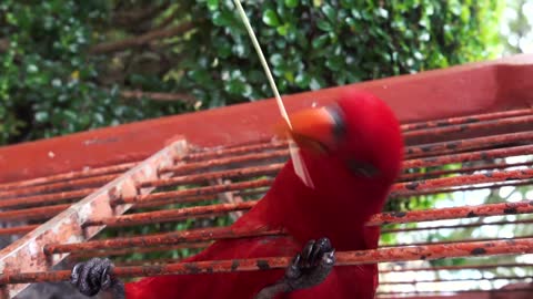 Beautiful Red Parrot Playing With Stick