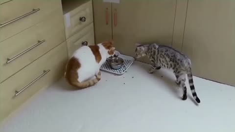 Bengal Kittens Vs Older Cats