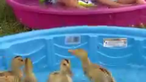 Baby Loves To Give Baths To The Baby Ducks 😄