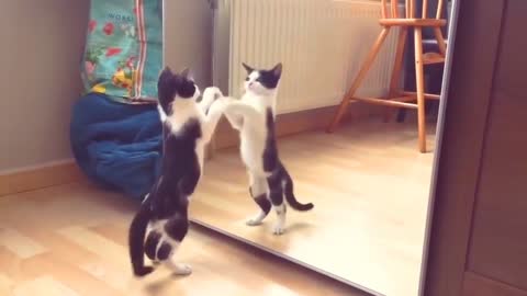 Funny Cat Play with Mirror