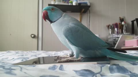 This Parrot Is Head Over Heels In Love With Its Tablet
