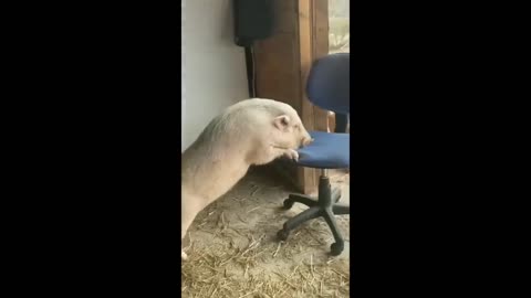 Tickle Your Funny Bone: The Funniest Animal Videos Online