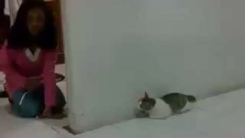 funny play with cat