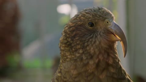 These Birds Become Really Playful When They Hear This Sound - Smithsonian Channel