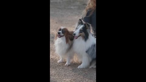 Pom Dog 丨Tibetan Mastiff Dog丨French Bull Dog丨