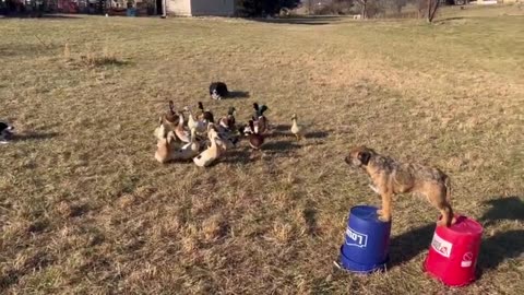 How We Train Collies To Herd Ducks - Herding Them Under A Collie Bridge