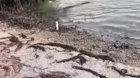 How to catch an alligator LOL