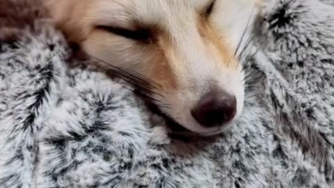 Cute little fox