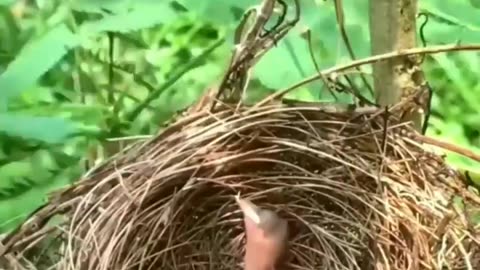 Great Mother, save New born baby 🐥