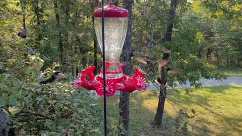 Hummingbird feeding frenzy