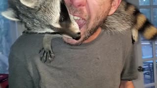Raccoon Gets Thanksgiving Leftovers From Mouth