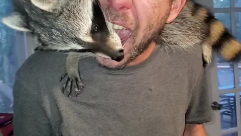 Raccoon Gets Thanksgiving Leftovers From Mouth