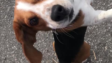 Beagle showing off for treats!