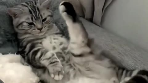 🐱 Funny cat videos | cute cats | Cat videos Compilation #shorts 🐈