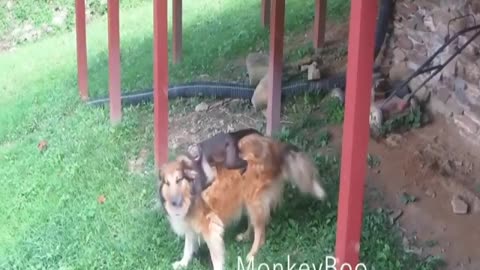 Little Monkey wants to ride on Dog
