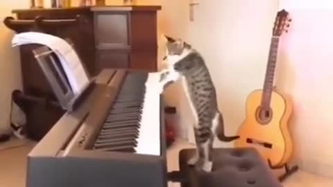 Ludwig Cat Beethoven 😹😂😅 - Best Cat Ever Artist