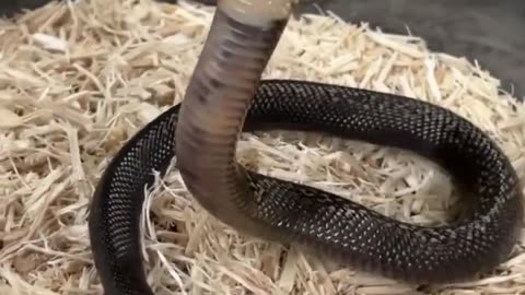 Cranky Baby Cobra! #short #shorts #animal #snake #Cobra #wildlife #nature