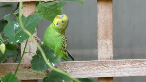 Funny Green Budgerigar